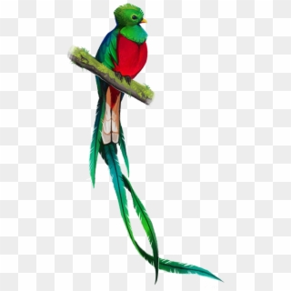Quetzal Png - Simbolos Patrios De Guatemala Quetzal, Transparent Png