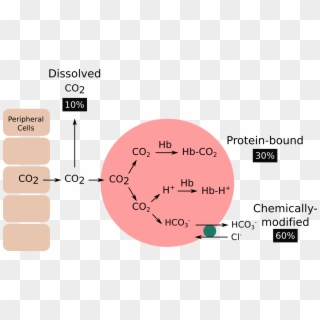 Co2 Transported In The Blood, HD Png Download