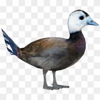 White-headed Duck M - Duck, HD Png Download