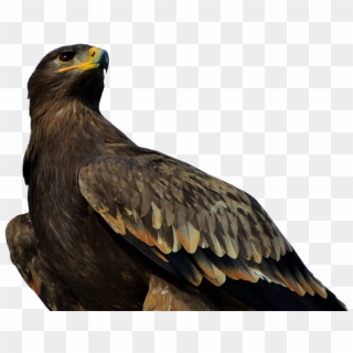 Adler, Bird Of Prey, Raptor, Bird, Bill - Significado De Aguila, HD Png Download