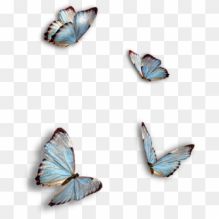 Butterflies, Blue, Insect, Isolated - Ragdoll Kitty And Butterflies, HD Png Download