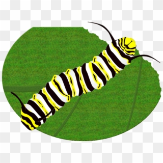 License Free Clip Art - Monarch Butterfly Caterpillar, HD Png Download