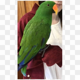 Kevin Is Missing - Parakeet, HD Png Download