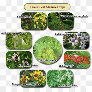 Nutrient Content Of Green Leaf Manure - Green Leaf Manure Crops, HD Png Download