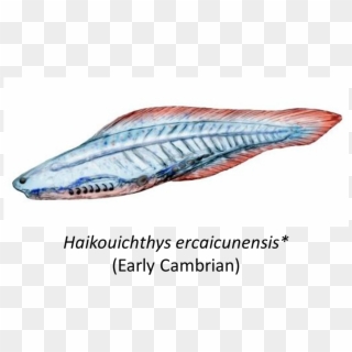 After Name Indicates That The Image Represents A Life - Haikouichthys Ercaicunensis, HD Png Download