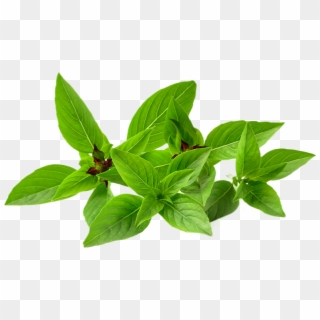 Basil Plant Png - Herbs Png, Transparent Png