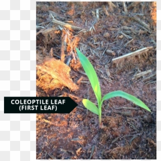 The Coleoptile Leaf Is Shorter Than The Later-emerging - Plantation, HD Png Download