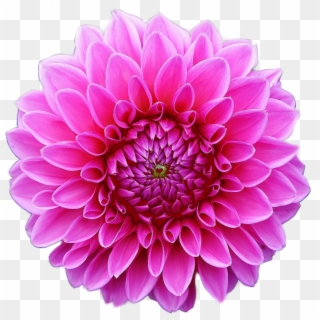 Clip Art Image Of A Pink Dahlia Flower In Full Bloom - De Dalias, HD Png Download