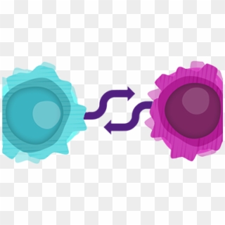 Exploring The Relationship Between B And T Cells[10-12] - Circle, HD Png Download