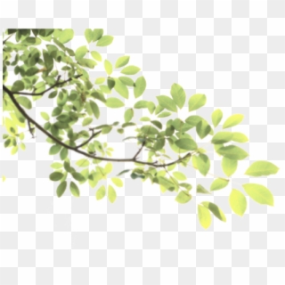 #leaves #tree #branch #sticke #nature #freetoedit - Transparent Tree Leaves Png, Png Download