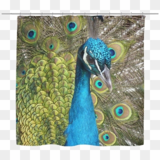 Cute Peacock, HD Png Download