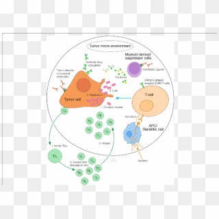 Multi-modality Cancer Immunotherapy Approaches - Circle, HD Png Download