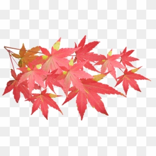 Leaves, Maple, Branch, Autumn, Fall, Nature, Tree - Maple Leaf Branch Png, Transparent Png