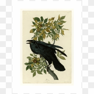 John James Audubon Crow, HD Png Download