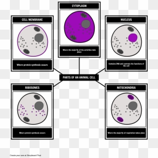 5 Part Graphic Organizer For States Of Matter, HD Png Download