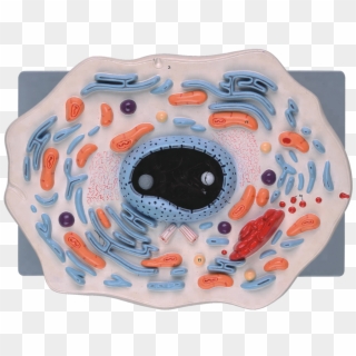 Animal Cell Model For School Teaching - Inflatable, HD Png Download