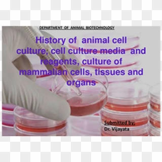 Cell Culture, HD Png Download
