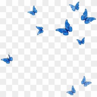 #mq #blue #butterfly #animal #flying #fall - Swallowtail Butterfly, HD ...