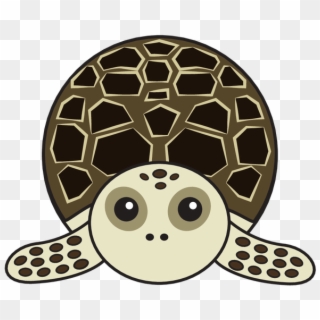 Animaru Hawksbill Turtle - Sea Turtle, HD Png Download