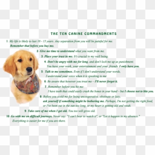 Image Golden Retriever Puppy With Ten Canine Commandments - 10 Canine Commandments, HD Png Download