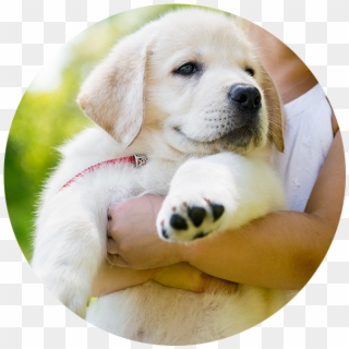 Book A Dog Training Session - Girl With A Puppy, HD Png Download