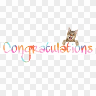 #cats #congratulation #congratulations #congrats #congrat - Domestic Short-haired Cat, HD Png Download