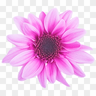 Click To Enlarge Image Pink Novelty Amaze Dark Pink - African Daisy, HD Png Download