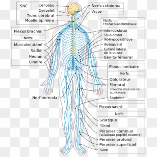Nervous System Diagram-fr - Anatomia Del Sistema Nervioso Periferico, HD Png Download