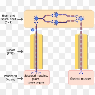 Somatic Nervous System Sensory Neuron, HD Png Download