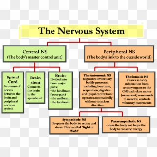Central Nervous System & Peripheral Nervous System - Central And Peripheral Nervous System Chart, HD Png Download