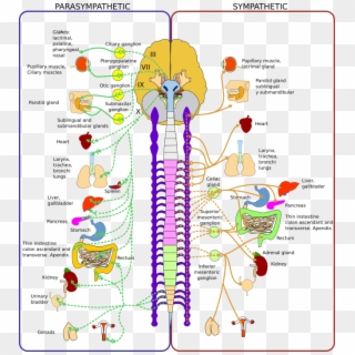 Peripheral Nervous System - Peripheral Nervous System Ganglia, HD Png Download