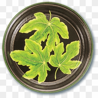 Tol-48 Fig Leaf - Houseplant, HD Png Download
