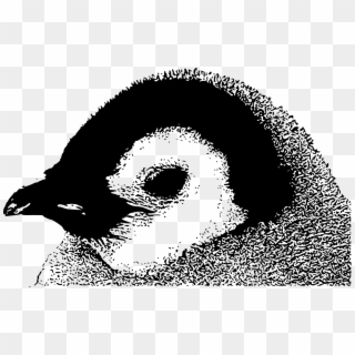 Baby Head Emperor Penguin Black Png Image - Emperor Penguin Chick, Transparent Png