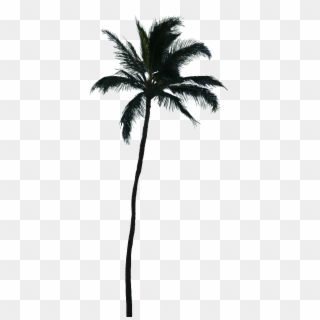 Png Silhouette Palm Tree, Transparent Png