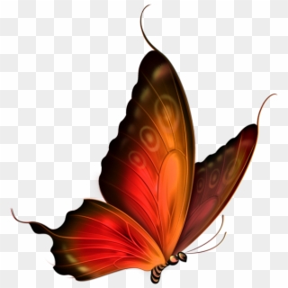 Бабочка, Насекомое, Butterfly - Lepidoptera, HD Png Download