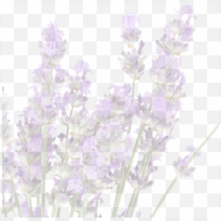 We're Told That The Greeks And The Romans Used Lavender - English Lavender, HD Png Download