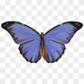 Morpho, HD Png Download