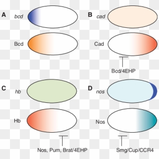 Mechanisms Of Establishing Protein Gradients In The - Circle, HD Png Download