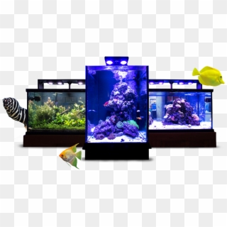 Custom Designed And Installed Aquariums - Aquarium Lighting, HD Png Download