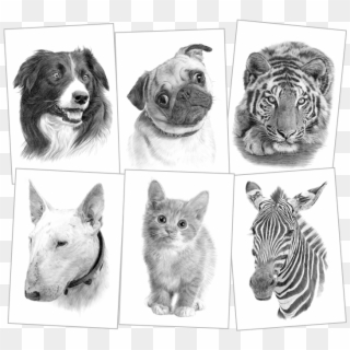 Pet Portraits Drawings - Sketch, HD Png Download