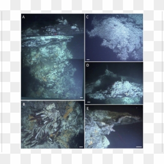 Hydrothermal Flanges At Big Pagoda - Marine Biology, HD Png Download