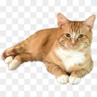 #cheeto - Cheeto The Cat Shane, HD Png Download