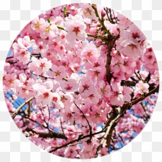 Cherry Blossoms 🍒🌸 - Cherry Blossom In October, HD Png Download