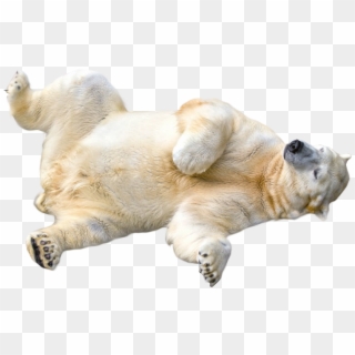 Download Polar Bear Png Transparent Images Transparent - Polar Bear Transparent Background, Png Download