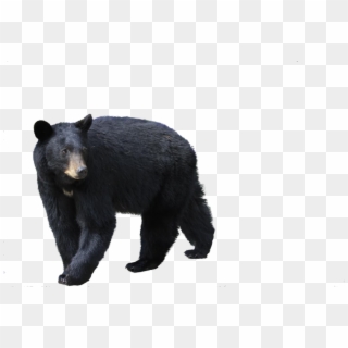 Bear Png In High Resolution - Black Bears With White Background, Transparent Png