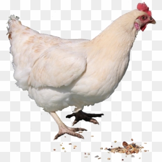 Hen Clipart Live Chicken - Live Chicken Png, Transparent Png
