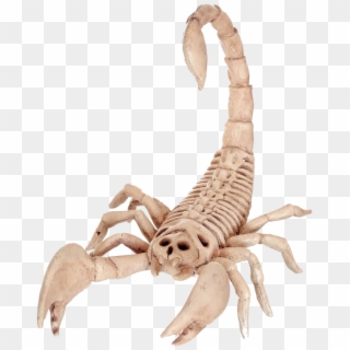Skeleton Spider Halloween , Png Download - Scorpion Skeleton, Transparent Png