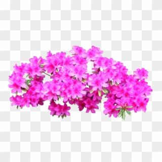 Plant Shrub Tree Bright Transprent Png Free - Pink Azaleas Png, Transparent Png