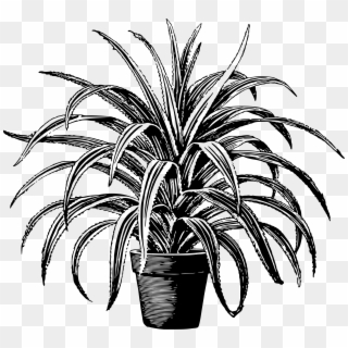 Potted Plants Clipart Short Tree - Houseplant Black And White, HD Png Download
