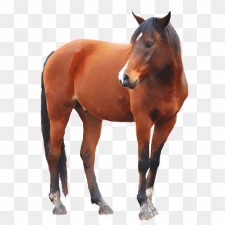 Brown Horse - Horse Images With Transparent Background, HD Png Download
